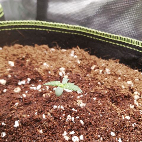 Diesel Haze 2# growlog timeline photo