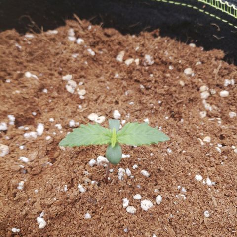 Diesel Haze 2# growlog timeline photo