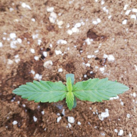 Diesel Haze 2# growlog timeline photo