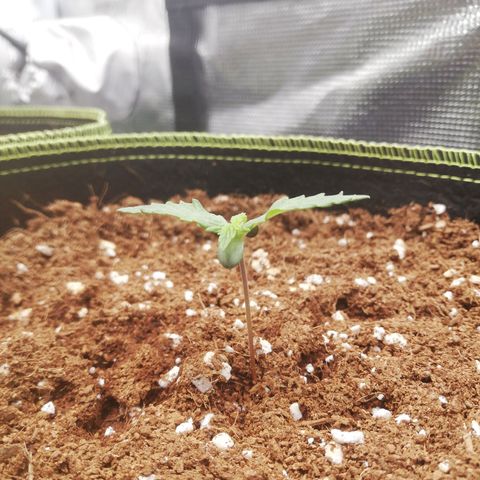 Diesel Haze 2# growlog timeline photo