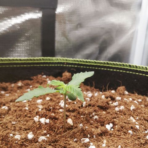 Diesel Haze 2# growlog timeline photo