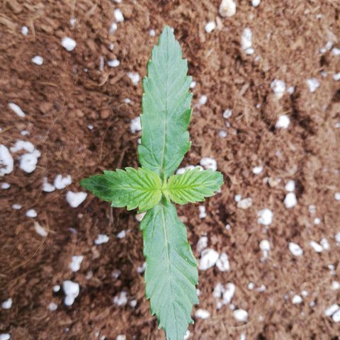 Diesel Haze 2# growlog timeline photo