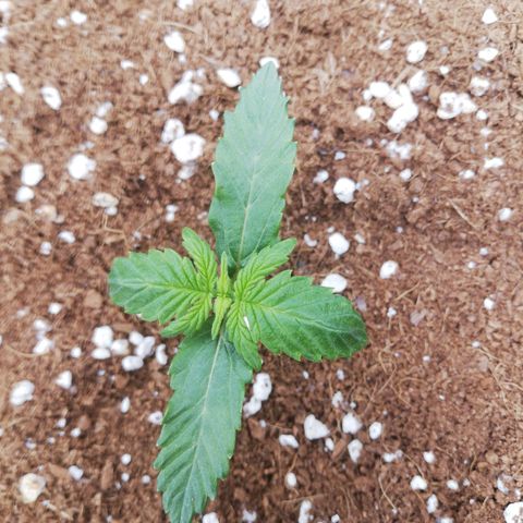 Diesel Haze 2# growlog photo: Punte in giù, thirsty? 