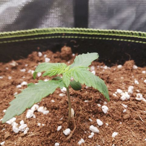 Diesel Haze 2# growlog photo: Punte in giù, thirsty? 
