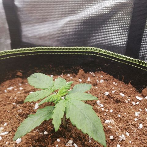 Diesel Haze 2# growlog photo: 3rd set probably 5-fingered leaves alread. Leaves are a bit darker than the other one