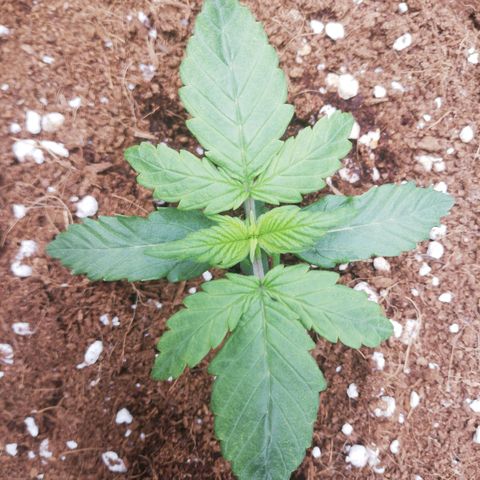 Diesel Haze 2# growlog photo: 3rd set probably 5-fingered leaves alread. Leaves are a bit darker than the other one
