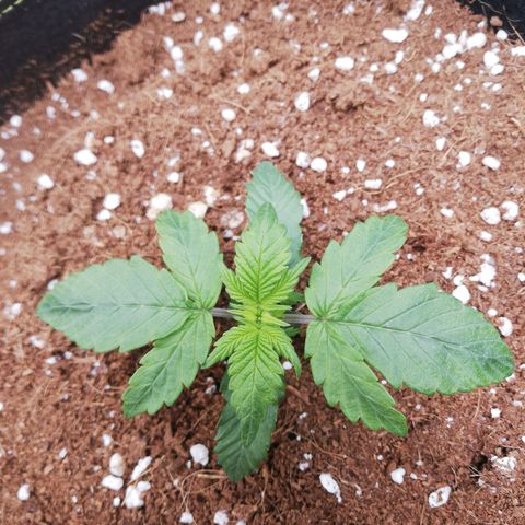 Diesel Haze 2# growlog timeline photo