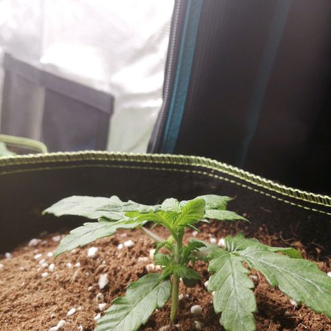 Diesel Haze 2# growlog timeline photo