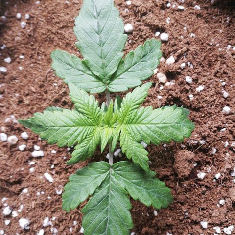 Diesel Haze 2# growlog timeline photo