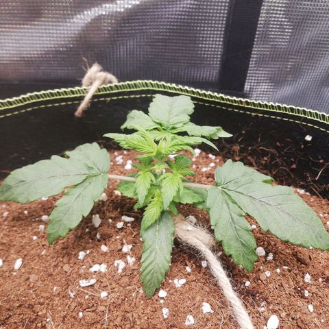 Diesel Haze 2# growlog timeline photo