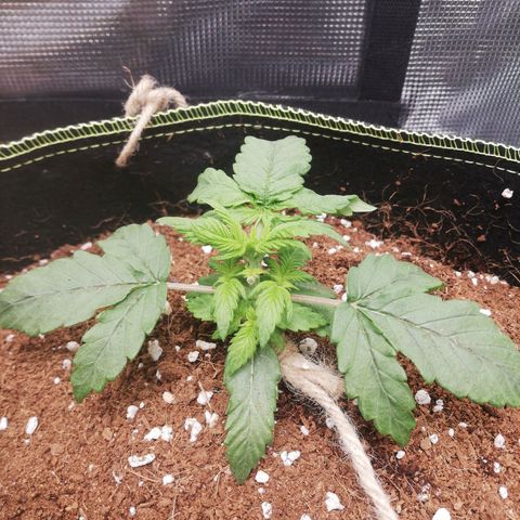 Diesel Haze 2# growlog timeline photo