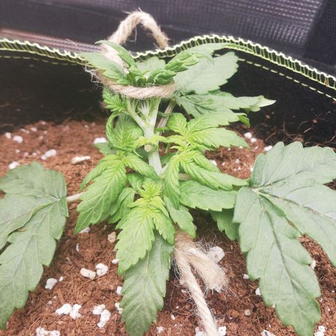 Diesel Haze 2# growlog timeline photo