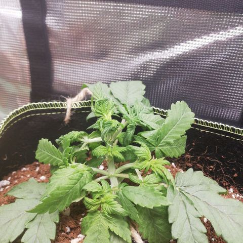 Diesel Haze 2# growlog timeline photo