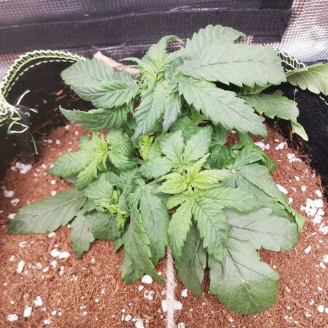 Diesel Haze 2# growlog timeline photo