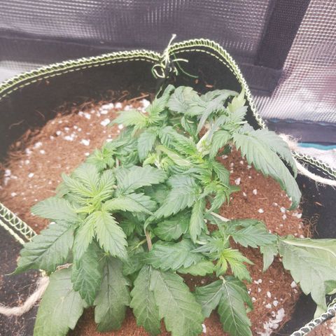 Diesel Haze 2# growlog timeline photo