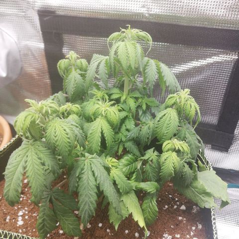 Diesel Haze 2# growlog timeline photo