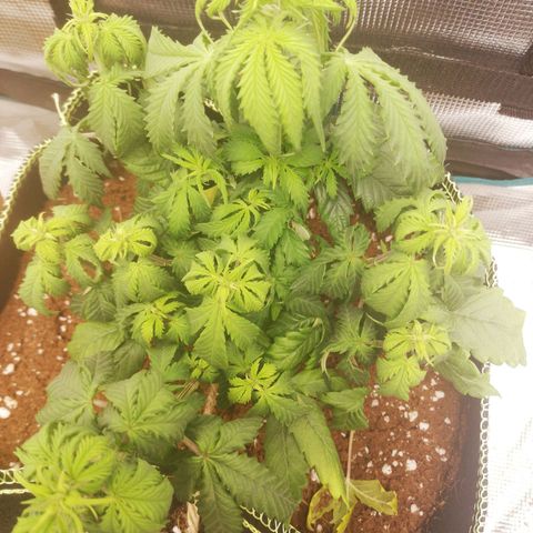 Diesel Haze 2# growlog timeline photo