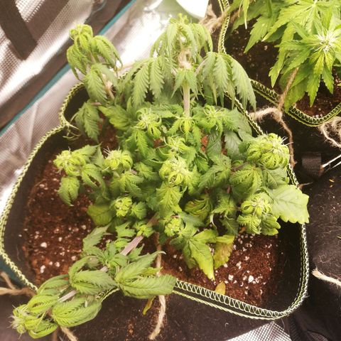 Diesel Haze 2# growlog photo: Probably calmag deficiency e troppa poca acqua