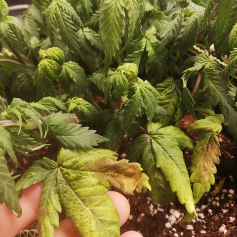 Diesel Haze 2# growlog photo: Probably calmag deficiency e troppa poca acqua
