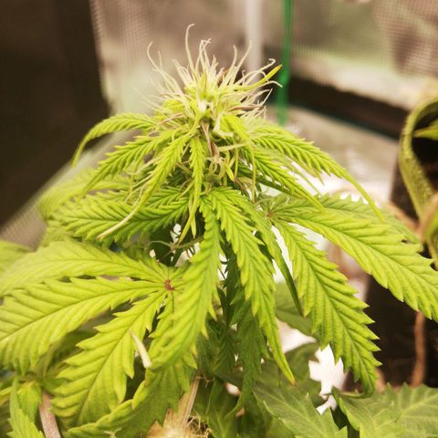 Diesel Haze 2# growlog timeline photo