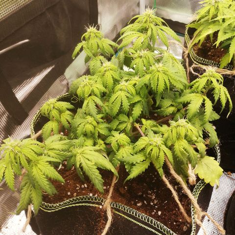 Diesel Haze 2# growlog timeline photo