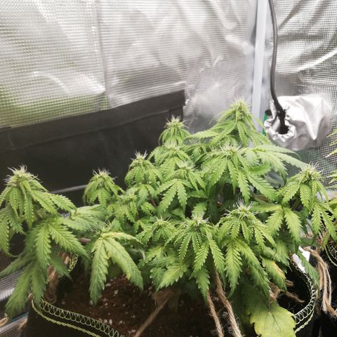 Diesel Haze 2# growlog photo: Era decisamente cal mag deficiency 