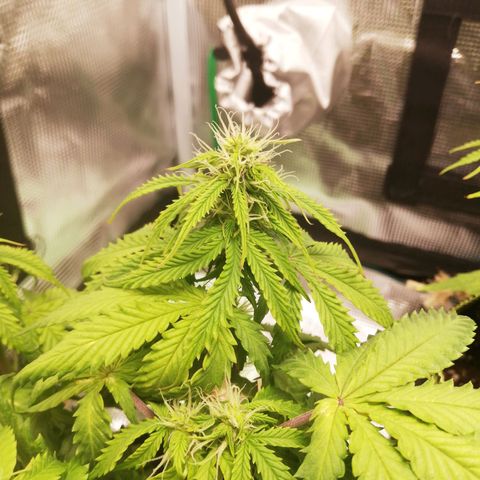 Diesel Haze 2# growlog photo: Era decisamente cal mag deficiency 