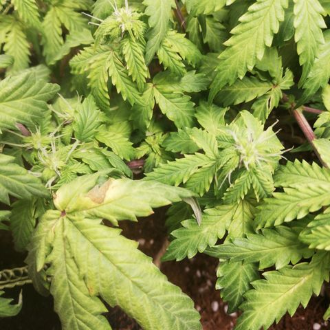 Diesel Haze 2# growlog photo: Era decisamente cal mag deficiency 