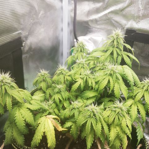 Diesel Haze 2# growlog timeline photo