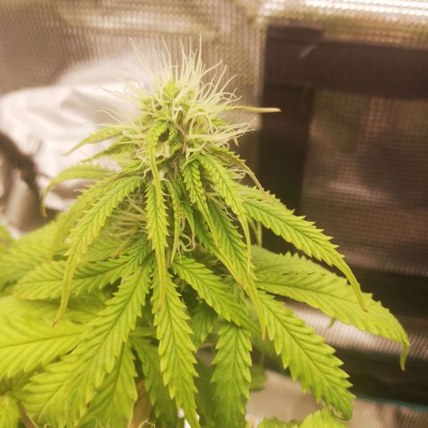 Diesel Haze 2# growlog timeline photo