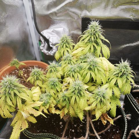 Diesel Haze 2# growlog timeline photo