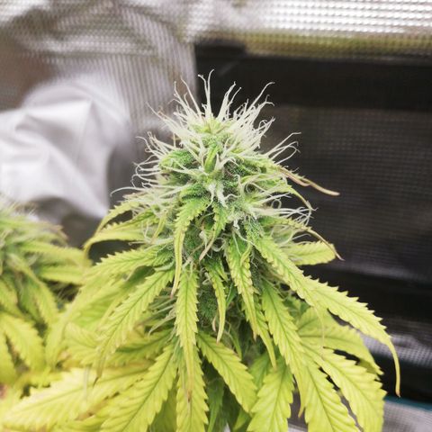 Diesel Haze 2# growlog timeline photo