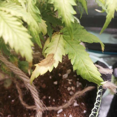 Diesel Haze 2# growlog timeline photo