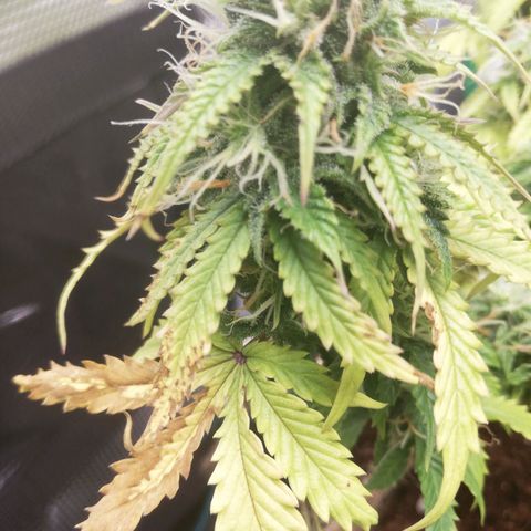 Diesel Haze 2# growlog timeline photo