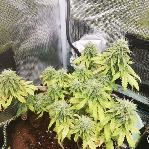 Diesel Haze 2# growlog timeline photo