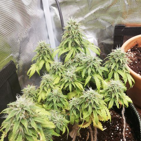 Diesel Haze 2# growlog timeline photo