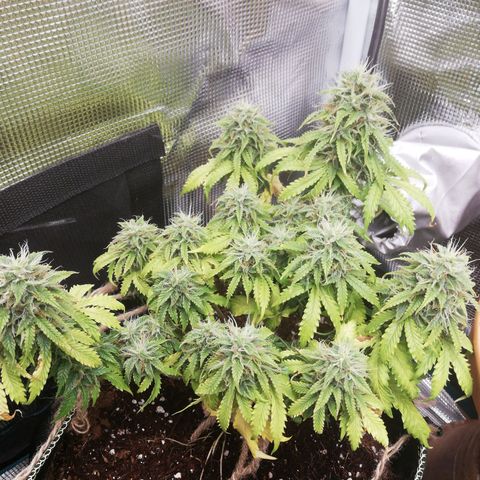 Diesel Haze 2# growlog timeline photo