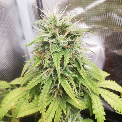 Diesel Haze 2# growlog timeline photo