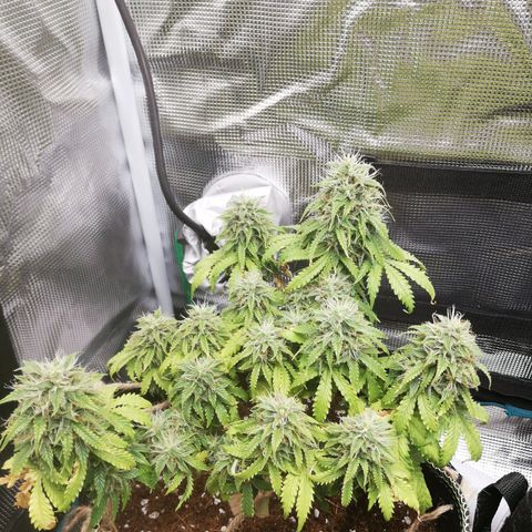 Diesel Haze 2# growlog timeline photo