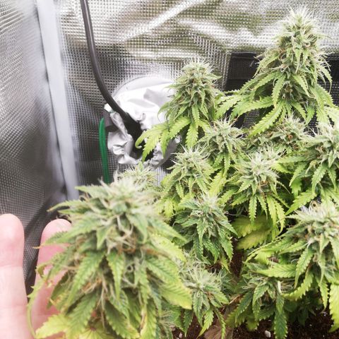 Diesel Haze 2# growlog timeline photo