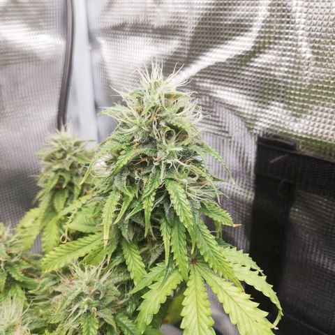 Diesel Haze 2# growlog timeline photo