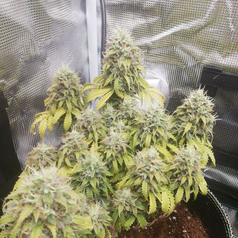 Diesel Haze 2# growlog timeline photo
