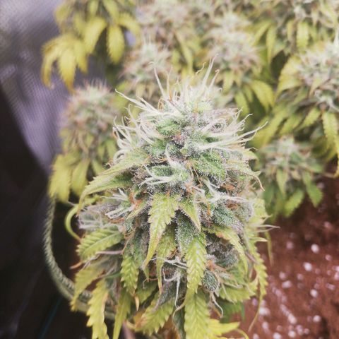 Diesel Haze 2# growlog timeline photo