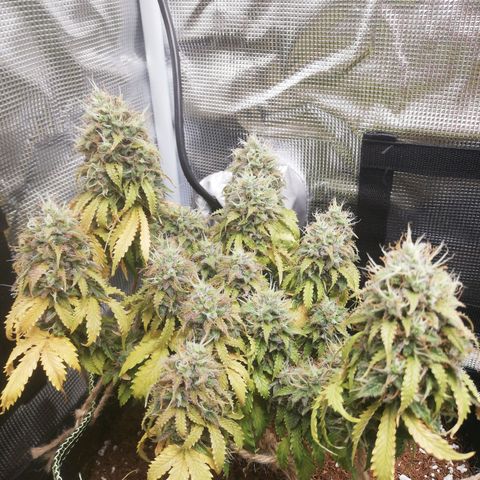Diesel Haze 2# growlog timeline photo