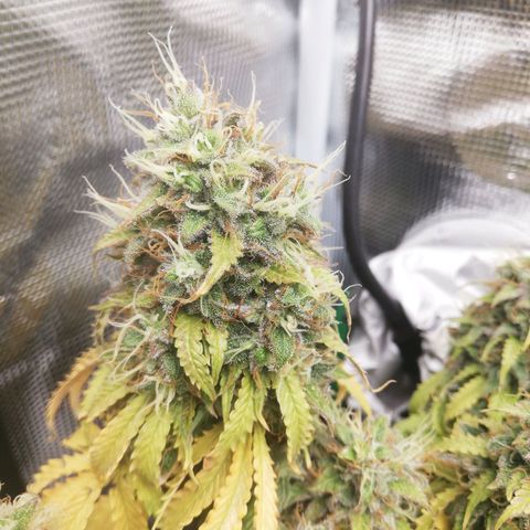 Diesel Haze 2# growlog timeline photo