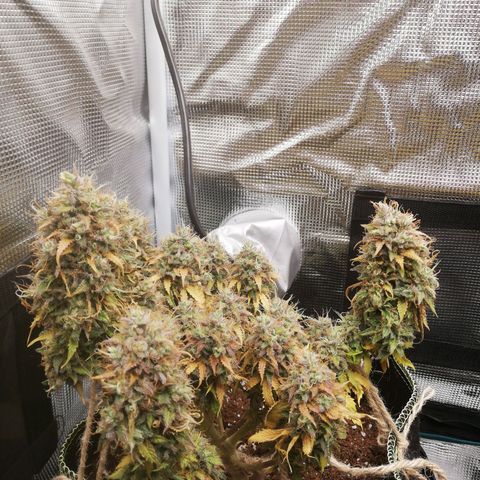 Diesel Haze 2# growlog timeline photo