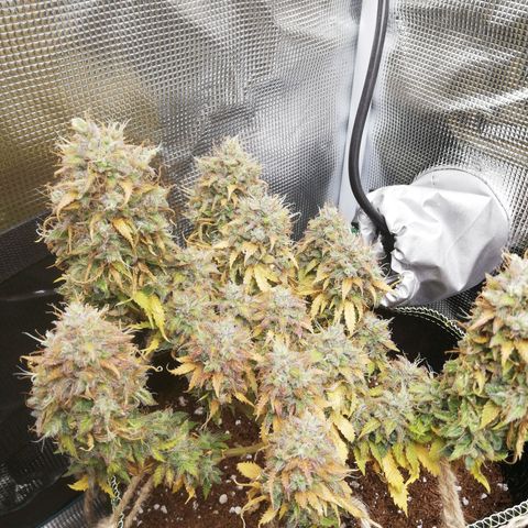 Diesel Haze 2# growlog timeline photo