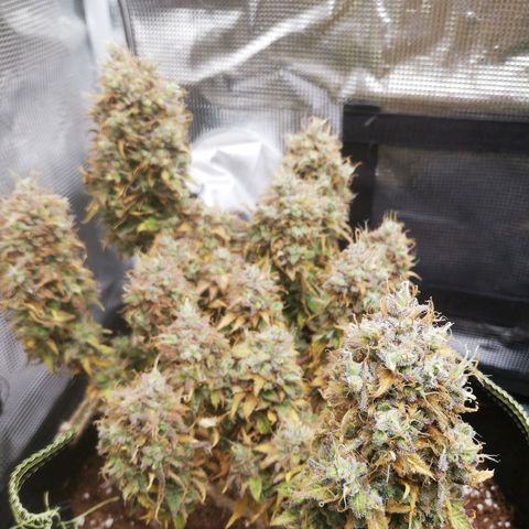 Diesel Haze 2# growlog timeline photo
