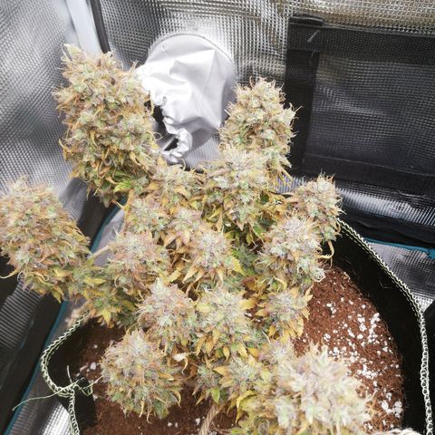 Diesel Haze 2# growlog timeline photo