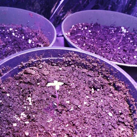 Sour Diesel growlog timeline photo
